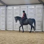 Super lieve en gemakkelijke te rijden merrie, Dieren en Toebehoren, Merrie, M