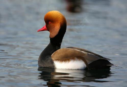 Krooneenden, Dieren en Toebehoren, Pluimvee, Eend, Meerdere dieren