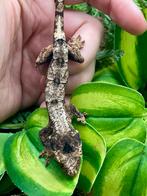 Topper pine island ongesexte baby