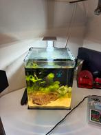 Aquarium, Ophalen, Zo goed als nieuw, Gevuld zoetwateraquarium