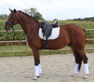 7jarig dressuurpaard beschikbaar voor biedingen