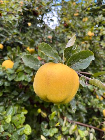 VERSE KWEEPEREN KWEEPEER FRUIT KOKEN CONFITUUR beschikbaar voor biedingen