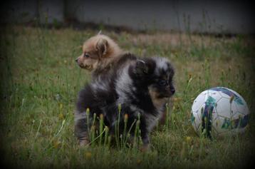 Keeshond pups beschikbaar voor biedingen