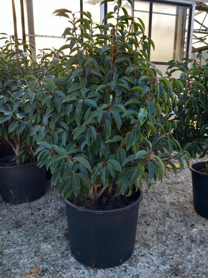 Portugese laurier (Prunus lusitanica), Tuin en Terras, Planten | Tuinplanten, Vaste plant, Overige soorten, Volle zon, Bloeit niet