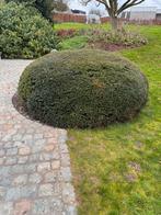 If +  - 2,5 m de diamètre, Jardin & Terrasse, Plantes | Arbustes & Haies, Taxus, Enlèvement ou Envoi