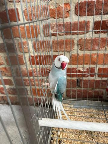 Halsbandparkiet witkop witstaart koppel  beschikbaar voor biedingen