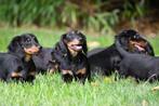 Langharige Teckel pups te koop, 15 weken tot 1 jaar, Buitenland, CDV (hondenziekte), Dwerg