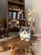 Brits Korthaar kitten Odd eye, Dieren en Toebehoren, Kater, Gechipt, 0 tot 2 jaar