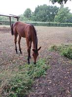 veulen, Hengst, Onbeleerd, D pony (1.37m tot 1.48m), Ingeënt