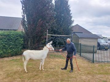 Spierwitte ezel hengst beschikbaar voor biedingen