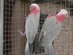 couple reproducteur éprouvé de cacatoes roses, Plusieurs animaux, Perruche, Bagué