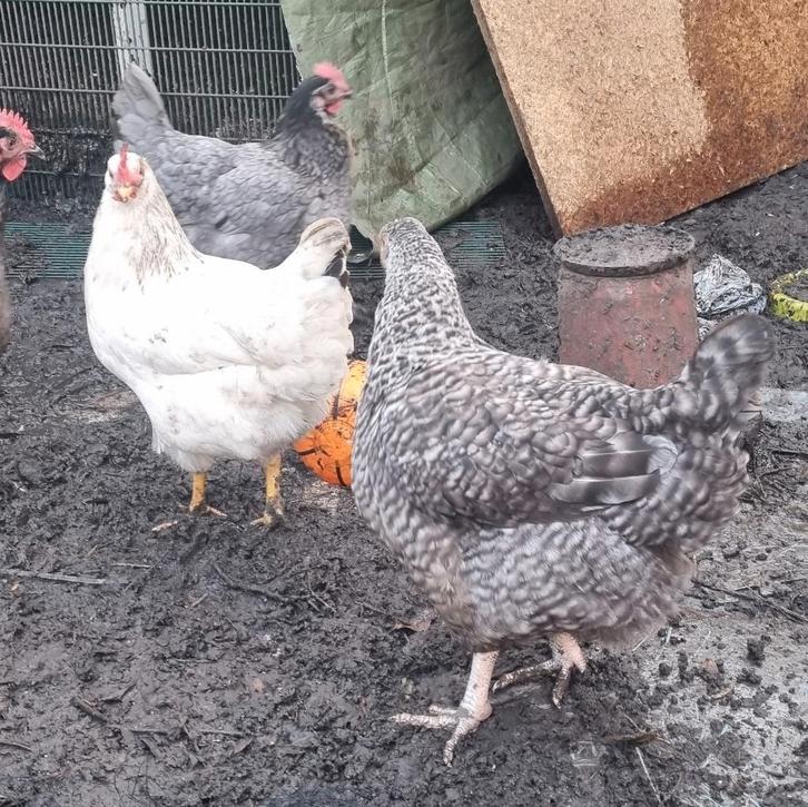 Jonge hennen, Dieren en Toebehoren, Pluimvee, Vrouwelijk