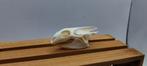Crâne tortue aquatique, Collections, Collections Animaux, Crâne