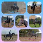 Jument de loisir, Dieren en Toebehoren, Paarden en Pony's | Zadels