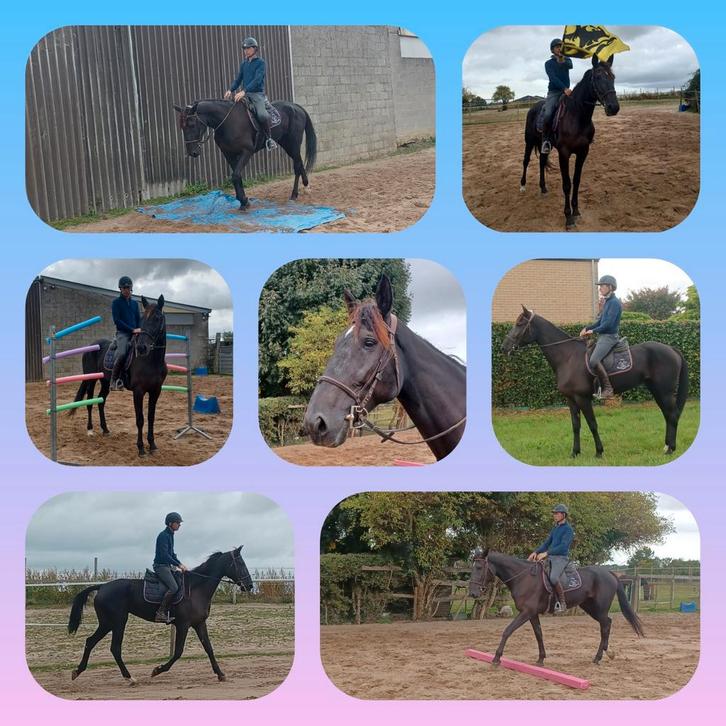 Jument de loisir, Dieren en Toebehoren, Paarden en Pony's | Zadels