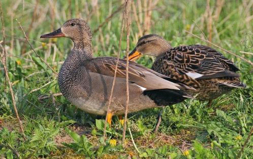 Krakeenden, Dieren en Toebehoren, Pluimvee, Eend, Meerdere dieren