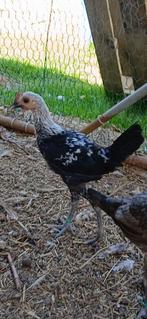 Modern engelse vechtkriel, Dieren en Toebehoren