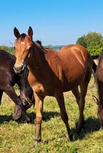 2 jaarling merrie veulens, Dieren en Toebehoren, Paarden, Merrie