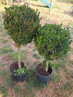 2 Buxus boompjes, Tuin en Terras, Planten | Tuinplanten, Ophalen, Vaste plant, Overige soorten