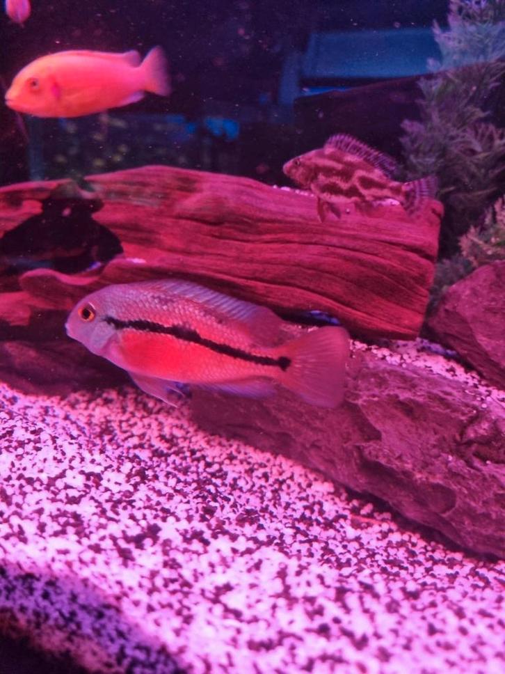 Zuidamerikaanse cichliden, Dieren en Toebehoren, Vissen | Aquariumvissen, Zoetwatervis, Vis, Schoolvis