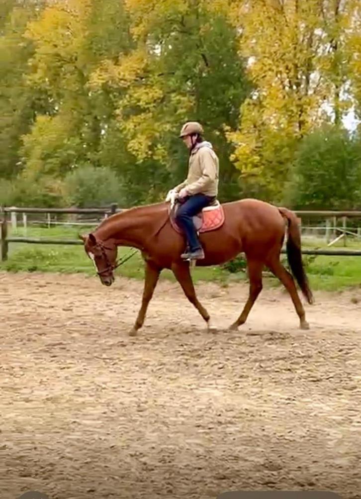 Prachtige chesnut Paard (ruin), Dieren en Toebehoren, Paarden, Ruin, Zadelmak, 165 tot 170 cm, 7 tot 10 jaar, Recreatiepaard, Met stamboom