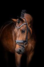 Half pension gezocht voor prachtige dressuurmerrie, 1 paard of pony, Stalling