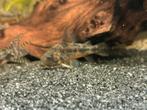 Corydoras paleatus (4stuks), Dieren en Toebehoren, Vissen | Aquariumvissen, Vis, Zoetwatervis