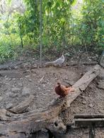 zilverkleurige bosfazant hen 2 jaar oud, Dieren en Toebehoren