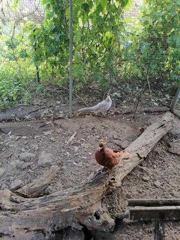zilverkleurige bosfazant hen 2 jaar oud beschikbaar voor biedingen