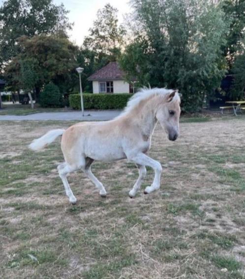 Haflinger merrieveulen, Dieren en Toebehoren, Paarden, Merrie, Onbeleerd, Minder dan 160 cm, 0 tot 2 jaar, Recreatiepaard, Met stamboom