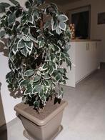 Kunsstof plant, Ophalen, Overige soorten, In pot, 100 tot 150 cm