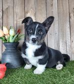 Welsh Corgi Cardigan pup / Corgi pup, Dieren en Toebehoren, Parvo, België, Overige rassen, 8 tot 15 weken