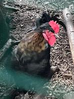 Haan, kruising, Dieren en Toebehoren, Mannelijk, Kip