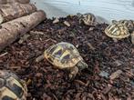Landschildpad 2 jaar oud. Met chip en cites., Dieren en Toebehoren, Reptielen en Amfibieën, Schildpad, Tam, 0 tot 2 jaar