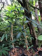 Schefflera alpina, Ophalen