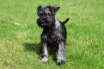 Dwergschnauzer pup te koop (reutje), Dieren en Toebehoren, Honden | Bulldogs, Pinschers en Molossers, 15 weken tot 1 jaar, Buitenland