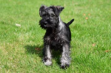 Dwergschnauzer pup te koop (reutje) beschikbaar voor biedingen