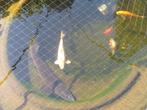 Steur van kleine 90cm, Dieren en Toebehoren, Steur