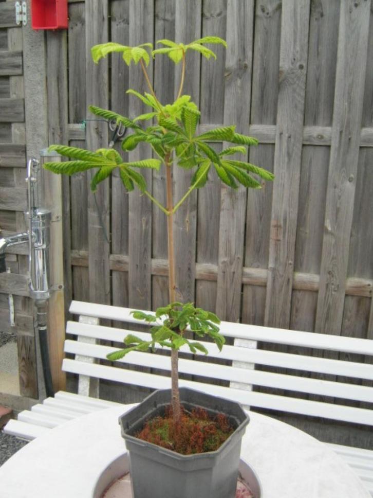tamme kastanje, Tuin en Terras, Planten | Bomen, Overige soorten, Minder dan 100 cm, In pot, Ophalen
