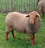 Mooie jonge ardense voskop dekram ingeschreven in stamboek, Dieren en Toebehoren, Schapen, Geiten en Varkens, Mannelijk, Schaap