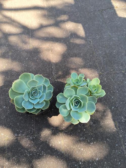 Echeveria elegans vetplant, Huis en Inrichting, Kamerplanten, Vetplant, Minder dan 100 cm, Bloeiende kamerplant, Volle zon, Ophalen