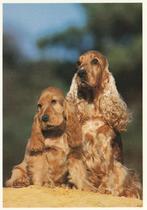 ENGELSE  COCKER  SPANIELS, Envoi, Non affranchie, Chien ou Chat