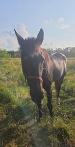 Ruin 23 ex sportpaard, Dieren en Toebehoren, Paarden, Ruin, Zadelmak, 11 jaar of ouder, Recreatiepaard
