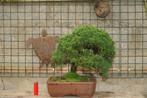 juniperus chinensis, Ophalen