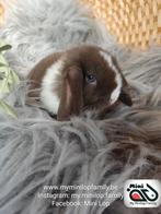 Baby minilop lapin mâle (transport possible), Animaux & Accessoires, Mâle, Nain, Oreilles tombantes, 0 à 2 ans
