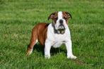 Engelse Bulldog pups te koop, Dieren en Toebehoren, Honden | Bulldogs, Pinschers en Molossers, 15 weken tot 1 jaar, Reu, Buitenland
