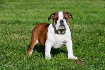 Engelse Bulldog pups te koop beschikbaar voor biedingen