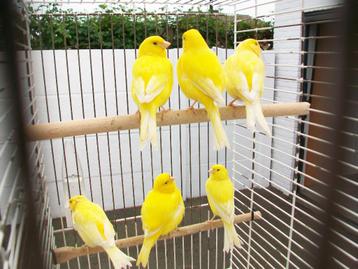 6 stuks kanarie,s beschikbaar voor biedingen