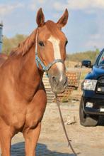 Karakter volle merrie voor recreatieve ruiter, Dieren en Toebehoren, Paarden, Merrie, B, Gechipt, 160 tot 165 cm