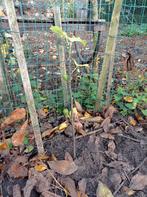 Jonge vijgenbomen met vijgen, Ophalen